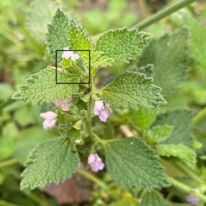 Ballota nigra subsp. meridionalis - Straight mucro
