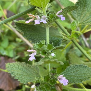 Ballota nigra subsp. meridionalis Straight mucro, not hooked