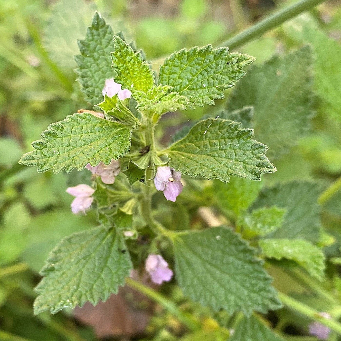 Ballota nigra subspecies meridionalis — Flora of Cyprus
