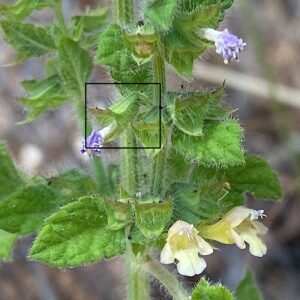 Ballota nigra subsp. ruderalis Hooked mucro