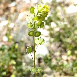 Biscutella didyma subsp. dunensis