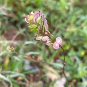 Biscutella didyma subsp. dunensis Drying fruits
