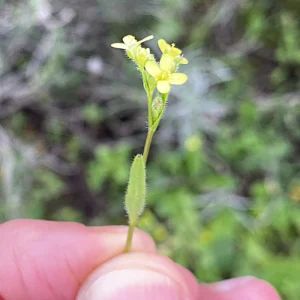 Biscutella didyma subsp. dunensis Flowers