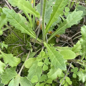 Biscutella didyma subsp. dunensis Leaves