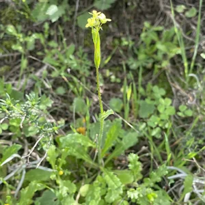 Biscutella didyma subsp. dunensis Plant up to 15 cm
