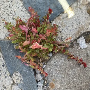 Blitum virgatum Plant