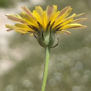 Crepis commutata