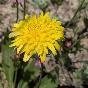 Crepis commutata Flower