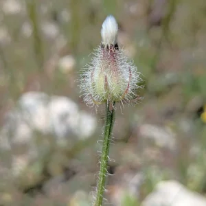 Crepis commutata Flower head late stage, base more swollen