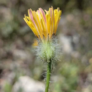 Crepis commutata Hair longer than 1.5 (of Crepis cyprica)