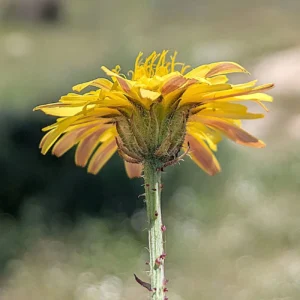 Crepis commutata Outer bracts less than 1mm