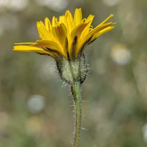 Crepis commutata Peduncle sometimes with long, sparse hair, sometimes without
