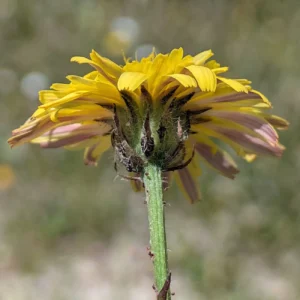 Crepis commutata Sometimes with dark outer bracts