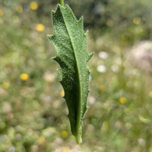 Crepis commutata Stem leaf lower side