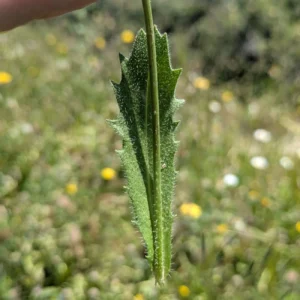 Crepis commutata Stem leaf upper side