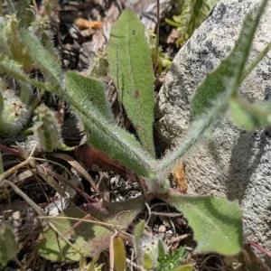 Crepis commutata Woolly, shaggy basal stem