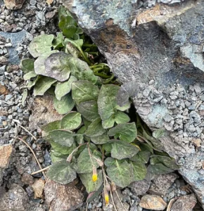 Crepis fraasii subsp. fraasii Alternative form of leaves