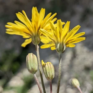 Crepis fraasii subsp. fraasii Bracts