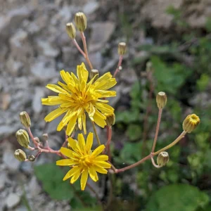Crepis fraasii subsp. fraasii Florets