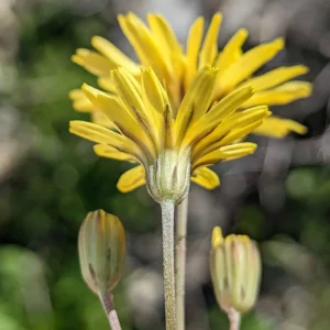 Crepis fraasii subsp. fraasii Involucre