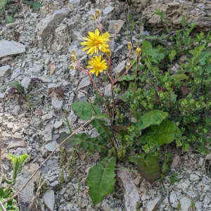 Crepis fraasii subsp. fraasii The plant