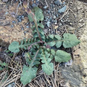 Crepis fraasii subsp. fraasii Young rosette