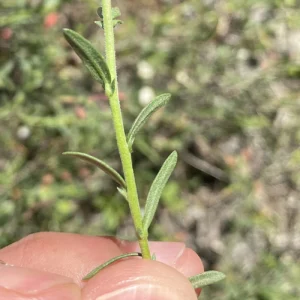 Fumana arabica leaves