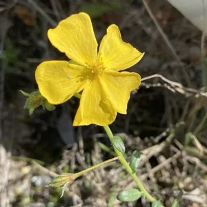 Fumana arabica Petals 8-15 mm long