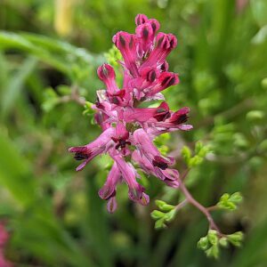 Fumaria officinalis Flowers 7-9 mm
