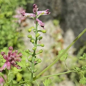 Fumaria officinalis Fruit flat on the top, no pointed beak