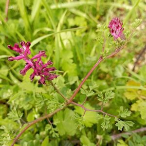 Fumaria officinalis Plant growth diffuse or scrambling