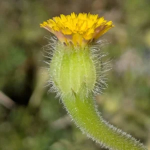 Hedypnois rhagadioloides
