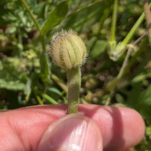 Hedypnois rhagadioloides Bracts