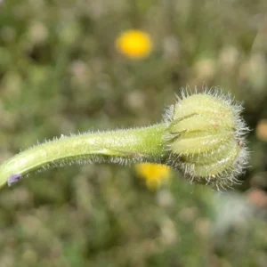 Hedypnois rhagadioloides Bracts and hair