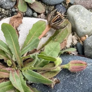Hedypnois rhagadioloides Fruits