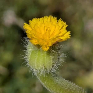 Hedypnois rhagadioloides Hair
