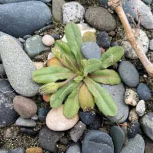 Hedypnois rhagadioloides Plant on the beach