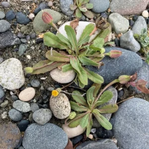 Hedypnois rhagadioloides Plants on the beach
