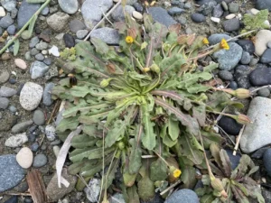 Hedypnois rhagadioloides Robust Plant