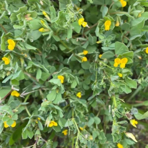Medicago littoralis