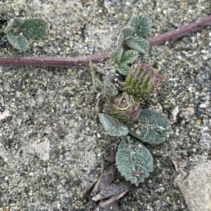 Medicago littoralis Hairy leaves - fruits