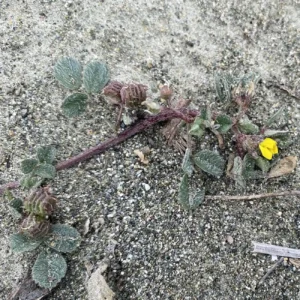 Medicago littoralis Size of flower vs leaf