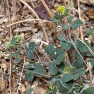 Medicago lupulina Flowers