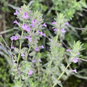 Micromeria nervosa
