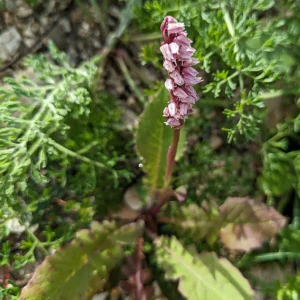 Neotinea maculata plant