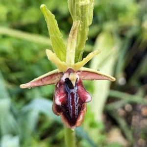 Ophrys sphegodes subsp. mammosa