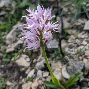 Orchis italica