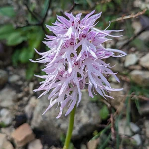 Orchis italica