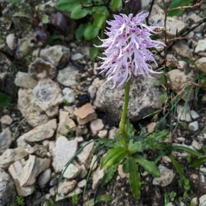 Orchis italica plant