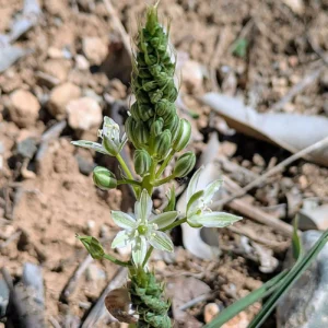 Ornithogalum narbonense